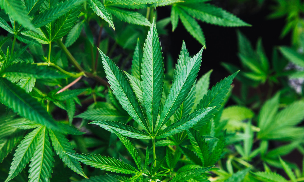Cannabis Oil Benefits Are Becoming Widely Accepted