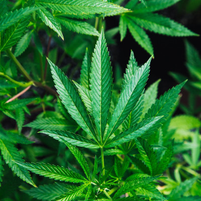 Cannabis Oil Benefits Are Becoming Widely Accepted